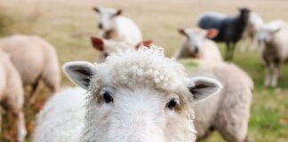 Czy owce muszą mieć kolczyki?